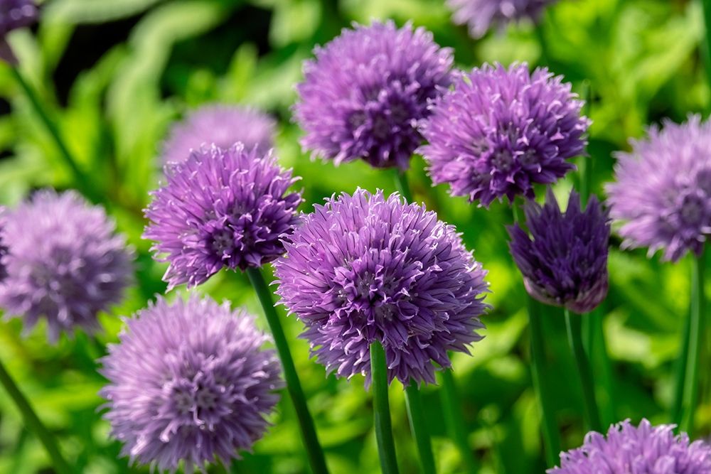 Chives art print by Lisa S. Engelbrecht for $57.95 CAD
